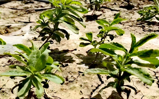 甜叶菊实验地田间泥土里
，几株甜叶菊幼苗茁壮生长。刘宇飞 摄