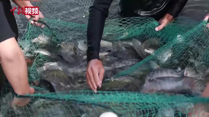 新疆“沙漠水产”正在上市