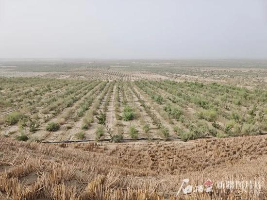于田县阗东防沙治沙示范区。石榴云/新疆日报记者 刘毅摄3