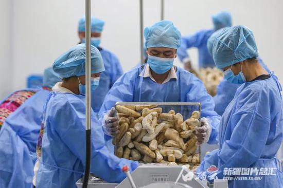 4月11日,工人在和田地区皮山县藏桂乡的徽岳记瓜蒌种植基地加工厂准备为瓜蒌切片。石榴云/新疆日报记者 蔡增乐摄