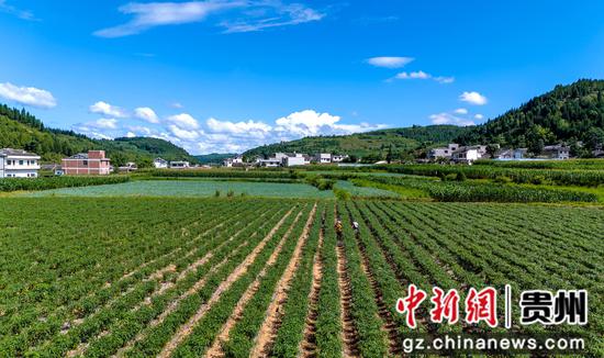 贵州省黔西市林泉镇营脚村辣椒种植基地。 贵州省黔西市林泉镇营脚村辣椒种植基地。
