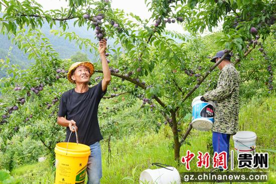 村民正在林间采摘五月脆。陈昆 摄 村民正在林间采摘五月脆。陈昆 摄
