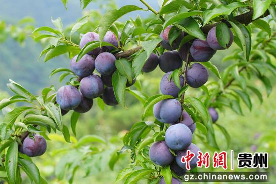 垂吊在枝头的五月脆。陈昆 摄 垂吊在枝头的五月脆。陈昆 摄