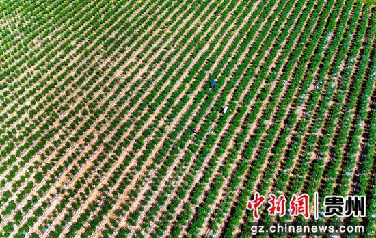 航拍贵州省黔西市林泉镇营脚村辣椒种植基地。 航拍贵州省黔西市林泉镇营脚村辣椒种植基地。