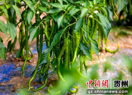 贵州省黔西市林泉镇营脚村辣椒种植基地辣椒丰收。 贵州省黔西市林泉镇营脚村辣椒种植基地辣椒丰收。