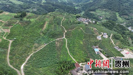 岑巩县注溪镇岑王村五子园精品水果基地。陈昆 摄 岑巩县注溪镇岑王村五子园精品水果基地。陈昆 摄