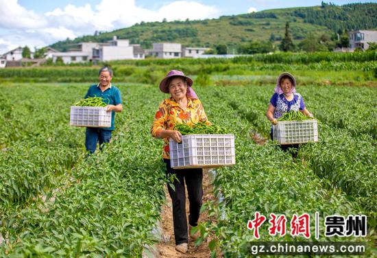 贵州省黔西市林泉镇营脚村村民搬运辣椒 贵州省黔西市林泉镇营脚村村民搬运辣椒