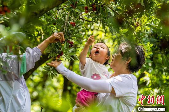 时值盛夏,位于乌蒙山腹地的贵州省<a href=http://www.gzculture.net target=_blank class=infotextkey>毕节</a>市七星关区田坝镇兴旺村,种植园里的杨梅陆续成熟,人们穿梭在杨梅林间,采摘、搬运、拍照等,享受夏日里的采摘乐趣。该杨梅种植基地是集“休闲、观光、体验”于一体的农业生态园,每到杨梅成熟期不仅吸引游客前来采摘,还可吸纳周边近百名村民务工,有效带动当地民众就业增收。罗大富 摄 时值盛夏,位于乌蒙山腹地的贵州省<a href=http://www.gzculture.net target=_blank class=infotextkey>毕节</a>市七星关区田坝镇兴旺村,种植园里的杨梅陆续成熟,人们穿梭在杨梅林间,采摘、搬运、拍照等,享受夏日里的采摘乐趣。该杨梅种植基地是集“休闲、观光、体验”于一体的农业生态园,每到杨梅成熟期不仅吸引游客前来采摘,还可吸纳周边近百名村民务工,有效带动当地民众就业增收。罗大富 摄