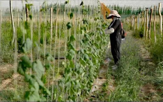 6月18日,在位于皮山县藏桂乡的新疆徽岳记生物科技有限公司瓜蒌种植基地,工人穿梭田间,开展整枝、抹杈、引蔓、上架等工作。石榴云/新疆日报记者 拍热扎提·阿不都 摄a