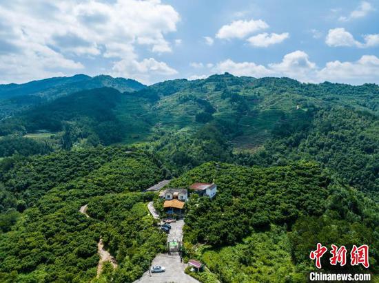 航拍贵州省<a href=http://www.gzculture.net target=_blank class=infotextkey>毕节</a>市七星关区田坝镇兴旺村的杨梅种植园。罗大富 摄 航拍贵州省<a href=http://www.gzculture.net target=_blank class=infotextkey>毕节</a>市七星关区田坝镇兴旺村的杨梅种植园。罗大富 摄