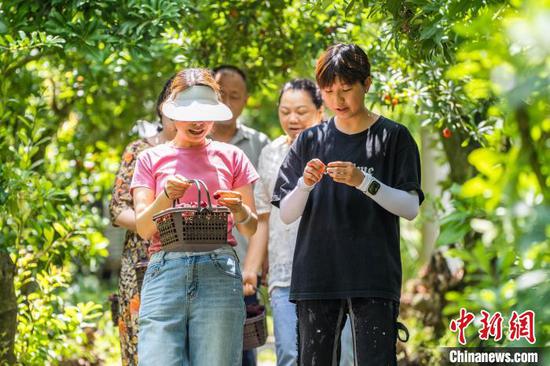图为游客准备品尝采摘的杨梅。罗大富 摄 图为游客准备品尝采摘的杨梅。罗大富 摄