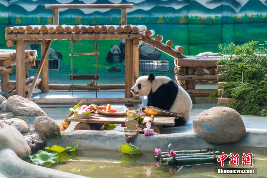 广西柳州大熊猫“蜀琳”迎18岁生日