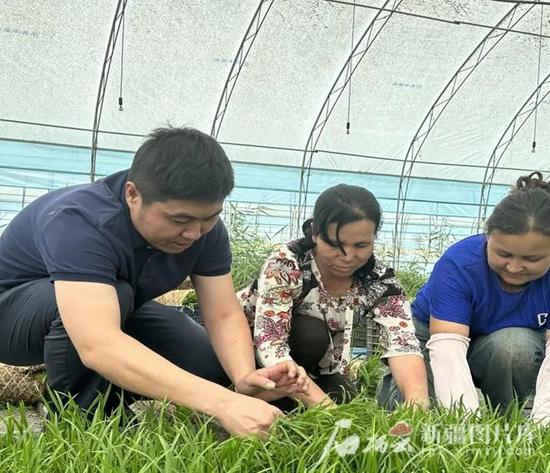 在于田县水稻种植大棚里,天津援疆专业技术人员给当地群众传授水稻种植技术(5月18日摄)。 李凌燕摄