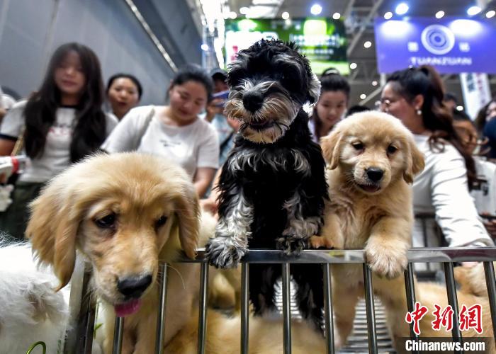 萌宠“聚集”新疆首届宠物博览会