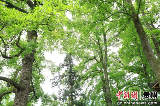 基佑村古树。钟成炫 摄 基佑村古树。钟成炫 摄
