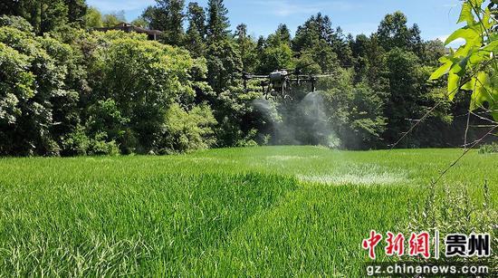 无人植保机正在对水稻开展病虫害防治。税会静 摄 无人植保机正在对水稻开展病虫害防治。税会静 摄