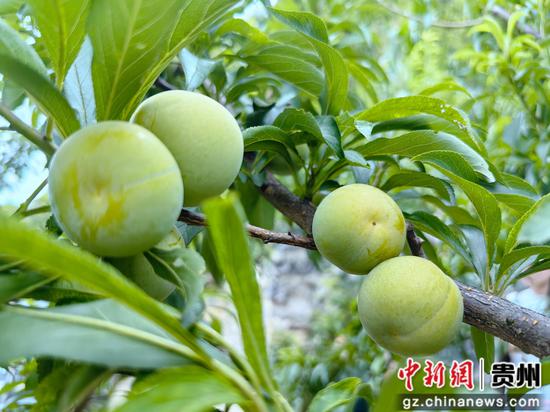 待采摘的蜂糖李 待采摘的蜂糖李