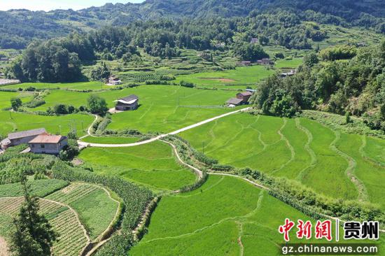 丁山坝区连片种植的水稻。税会静 摄 丁山坝区连片种植的水稻。税会静 摄