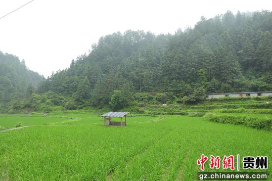 基佑村稻田养鱼养鸭。张碧桃 摄 基佑村稻田养鱼养鸭。张碧桃 摄