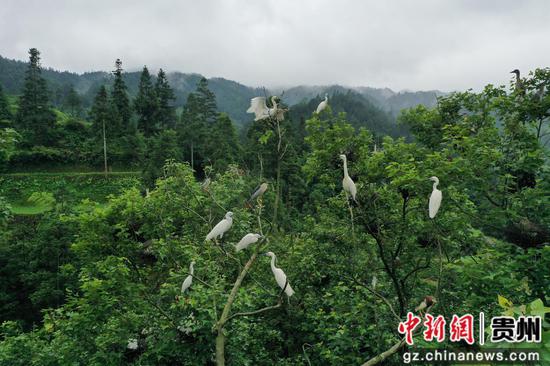 基佑村古树上的白鹭鸟。万文杰 摄 基佑村古树上的白鹭鸟。万文杰 摄