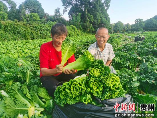 凤冈县何坝街道何坝社区村民蔬菜基地打工增收。饶云 摄 凤冈县何坝街道何坝社区村民蔬菜基地打工增收。饶云 摄