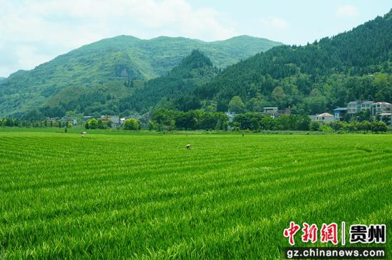 农户们在给制种水稻赶花。杨树 摄 农户们在给制种水稻赶花。杨树 摄