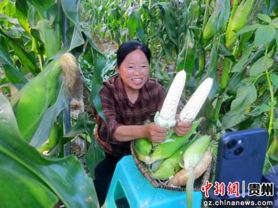 ”职业菜农“在凤冈县何坝街道何坝社区鲜食玉米基地直播带货。饶云 摄 ”职业菜农“在凤冈县何坝街道何坝社区鲜食玉米基地直播带货。饶云 摄