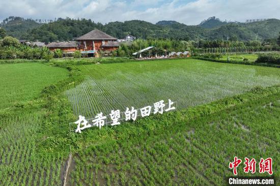 7月8日,航拍镜头下的贵州省黔南布依族苗族自治州贵定县盘江镇金海坝区绿意盎然,水稻长势喜人,与村庄、道路、河流交相辉映,构成一幅夏日秀美的乡村画卷。(无人机照片)中新社记者 瞿宏伦 摄 7月8日,航拍镜头下的贵州省黔南布依族苗族自治州贵定县盘江镇金海坝区绿意盎然,水稻长势喜人,与村庄、道路、河流交相辉映,构成一幅夏日秀美的乡村画卷。(无人机照片)中新社记者 瞿宏伦 摄