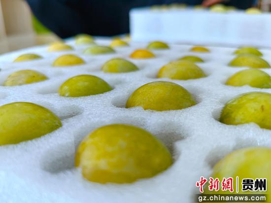 包装好的蜂糖李 包装好的蜂糖李