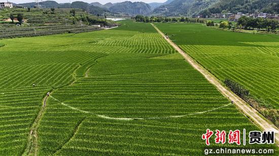 岑巩县水尾镇岩下坝区,农户们在给制种水稻赶花。杨树 摄 岑巩县水尾镇岩下坝区,农户们在给制种水稻赶花。杨树 摄