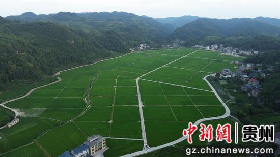 岑巩县天马镇天马村大田坝水稻制种基地。杨豪 摄