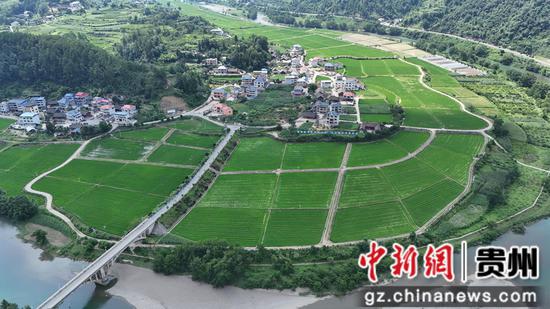 岑巩县注溪镇周坪村水稻制种基地。陈昆 摄