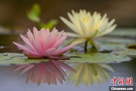 夏日时节，位于贵州省毕节市七星关区南山体育公园内的睡莲进入盛花期。雨后绽放的各色睡莲点缀在碧绿的莲叶间、娇艳欲滴、晶莹剔透，如诗如画。图为7月9日在贵州省毕节市七星关区南山体育公园拍摄的睡莲。李华 摄