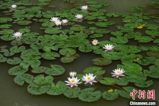 夏日时节，位于贵州省毕节市七星关区南山体育公园内的睡莲进入盛花期。雨后绽放的各色睡莲点缀在碧绿的莲叶间、娇艳欲滴、晶莹剔透，如诗如画。图为7月9日在贵州省毕节市七星关区南山体育公园拍摄的睡莲。李华 摄