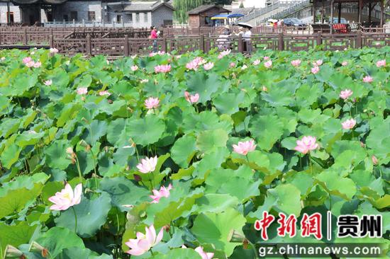 独山县夏日荷花盛开 独山县夏日荷花盛开