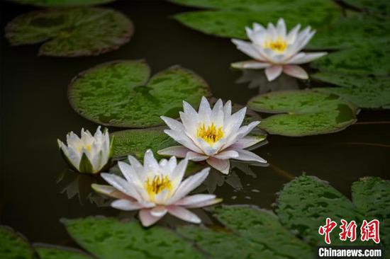 夏日时节，位于贵州省毕节市七星关区南山体育公园内的睡莲进入盛花期。雨后绽放的各色睡莲点缀在碧绿的莲叶间、娇艳欲滴、晶莹剔透，如诗如画。图为7月9日在贵州省毕节市七星关区南山体育公园拍摄的睡莲。李华 摄