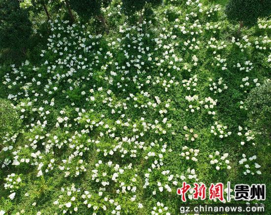 独山县夏日木绣球花盛开。 独山县夏日木绣球花盛开。