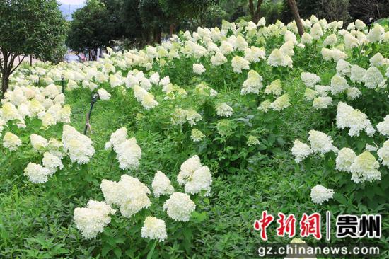 独山县木绣球花盛开 独山县木绣球花盛开