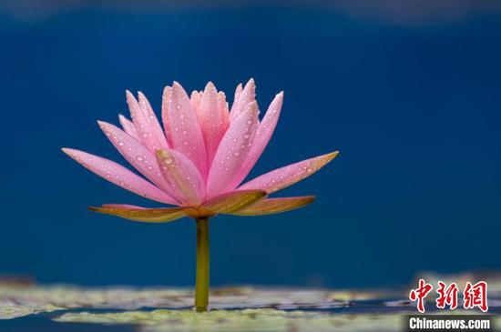 夏日时节，位于贵州省毕节市七星关区南山体育公园内的睡莲进入盛花期。雨后绽放的各色睡莲点缀在碧绿的莲叶间、娇艳欲滴、晶莹剔透，如诗如画。图为7月9日在贵州省毕节市七星关区南山体育公园拍摄的睡莲。李华 摄