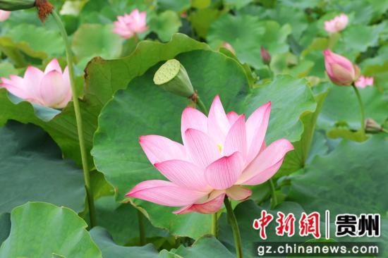 独山县夏日荷花盛开 独山县夏日荷花盛开