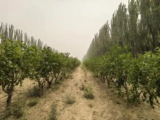天津援疆推动建设的策勒县天津万亩生态园。 李凌燕摄