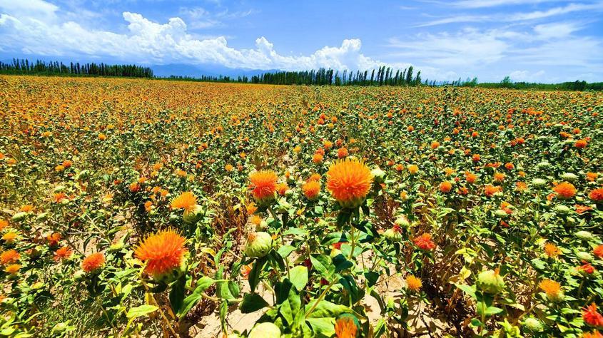 7月10日，连片种植的红花竞相绽放，美如画卷。华岩明摄


