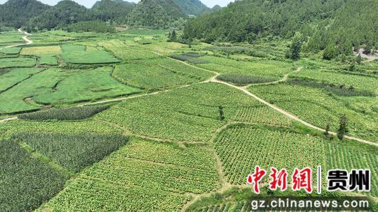 岑巩县羊桥土家族乡杨柳村的坝区沃野。沈启照 摄 岑巩县羊桥土家族乡杨柳村的坝区沃野。沈启照 摄