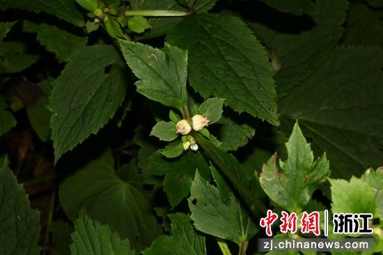 2025年,浙江安吉,植物新物种龙王山铁线莲。安吉县林业局供图 2025年,浙江安吉,植物新物种龙王山铁线莲。安吉县林业局供图