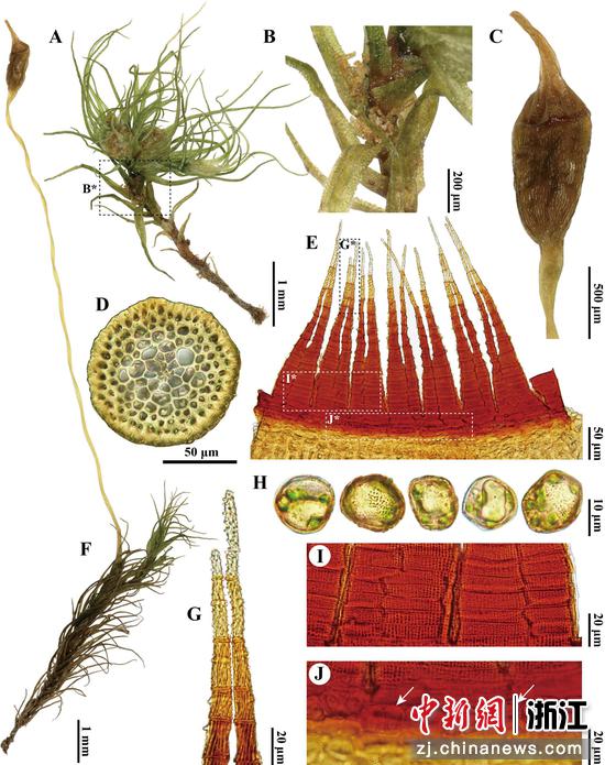 2025年,浙江安吉,植物新物种浙江小曲尾藓。安吉县林业局供图 2025年,浙江安吉,植物新物种浙江小曲尾藓。安吉县林业局供图