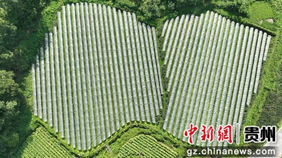 岑巩县羊桥土家族乡杨柳村葡萄种植基地。沈启照 摄 岑巩县羊桥土家族乡杨柳村葡萄种植基地。沈启照 摄