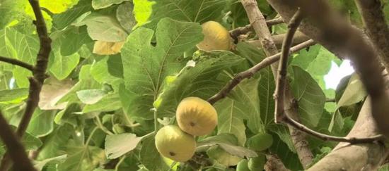 无花果缀满枝头。
