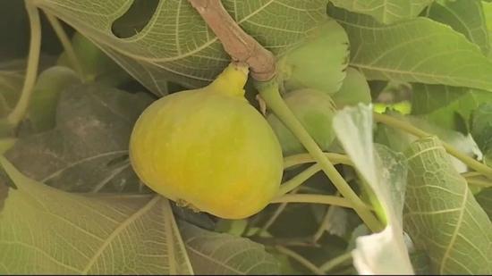 个头饱满的无花果。