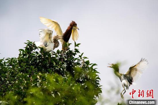 图为嗷嗷待哺的雏鹭。杨佐斌 摄 图为嗷嗷待哺的雏鹭。杨佐斌 摄