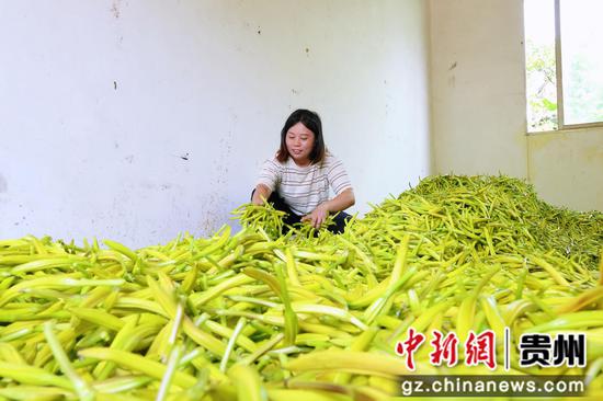 黄花丰收 黄花丰收